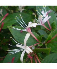 Fragrant Japanese Honeysuckle ‘Purpurea' P9/C1