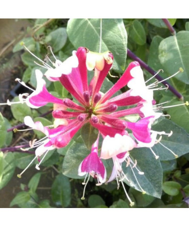 Hekrotta Honeysuckle fragrant climbing plant, 4L