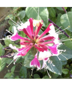 Hekrotta Honeysuckle fragrant climbing plant, 4L