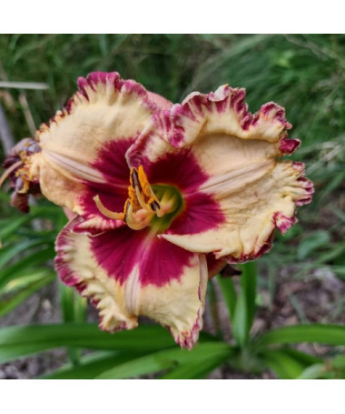 Daylily Red East 2L