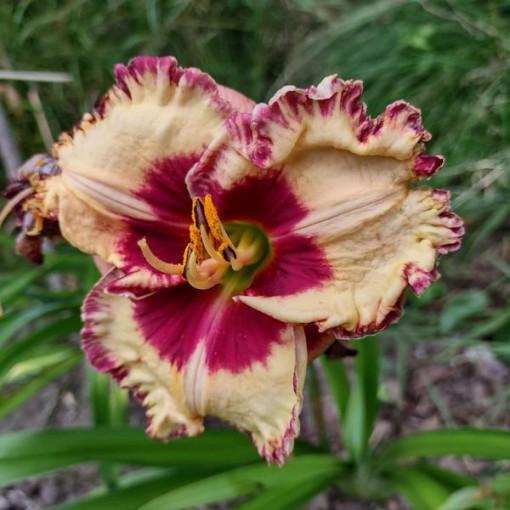 Daylily Red East 2L
