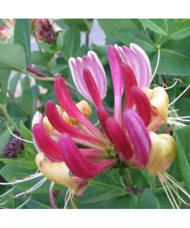 Hekrotta Honeysuckle fragrant climbing plant, 4L
