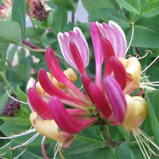 Hekrotta Honeysuckle fragrant climbing plant, 4L
