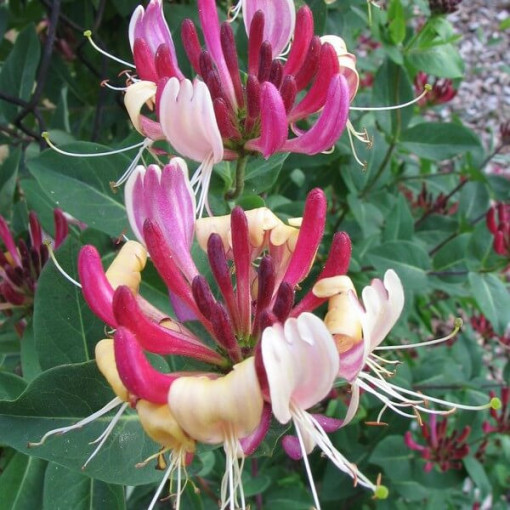 Hekrotta Honeysuckle fragrant climbing plant, 4L