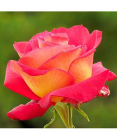 Hybrid Tea Rose 'Bicolette' container 2L