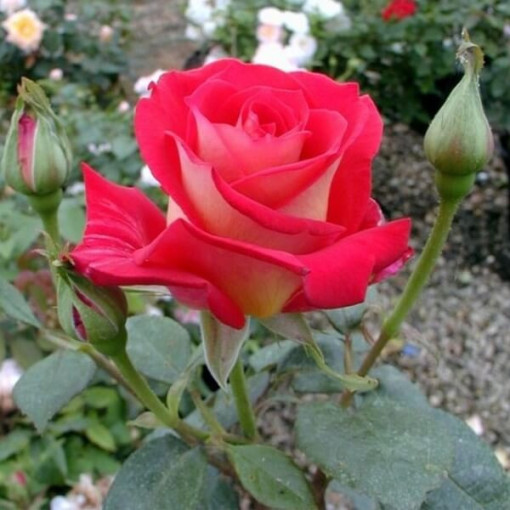 Hybrid Tea Rose 'Bicolette' container 2L