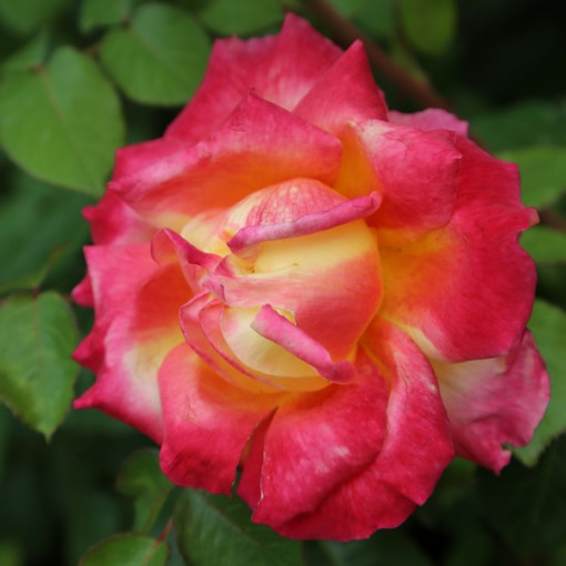 Hybrid Tea Rose 'Bicolette' container 2L
