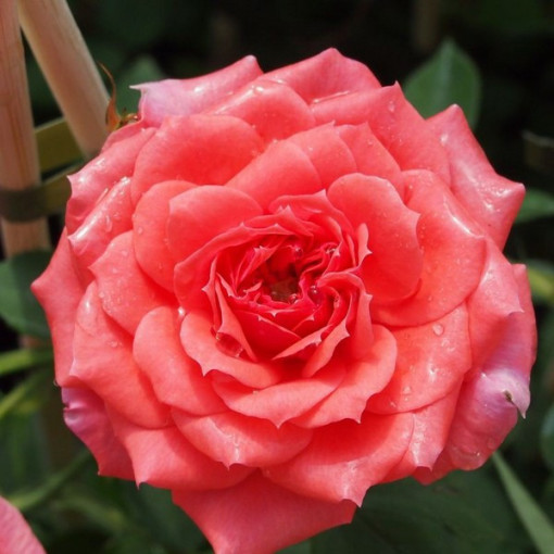 Floribunda rose 'Kimono', container 2L
