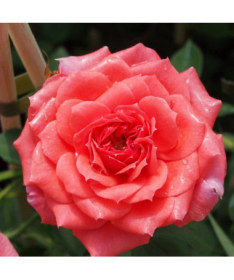Floribunda rose 'Kimono', container 2L