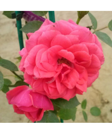 Floribunda rose 'Kimono', container 2L