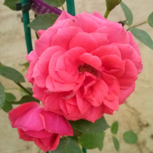 Floribunda rose 'Kimono', container 2L