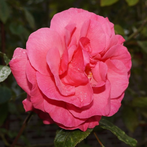 Floribunda rose 'Kimono', container 2L