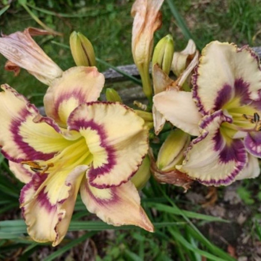 Daylily Red East 2L
