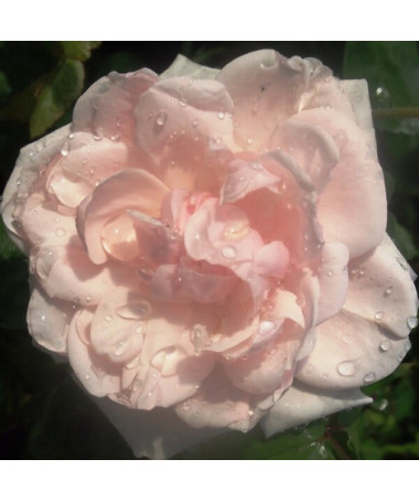 Climbing Rose 'New Dawn' pot, 2L