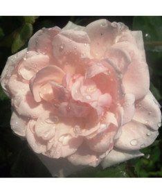 Climbing Rose 'New Dawn' pot, 2L