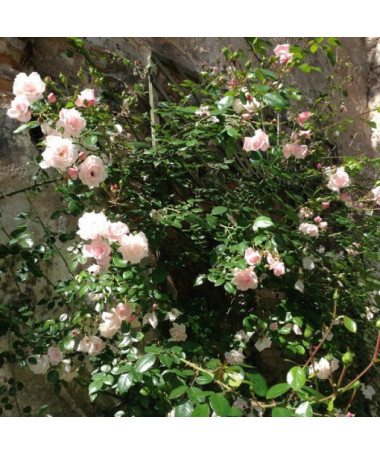 Climbing Rose 'New Dawn' pot, 2L