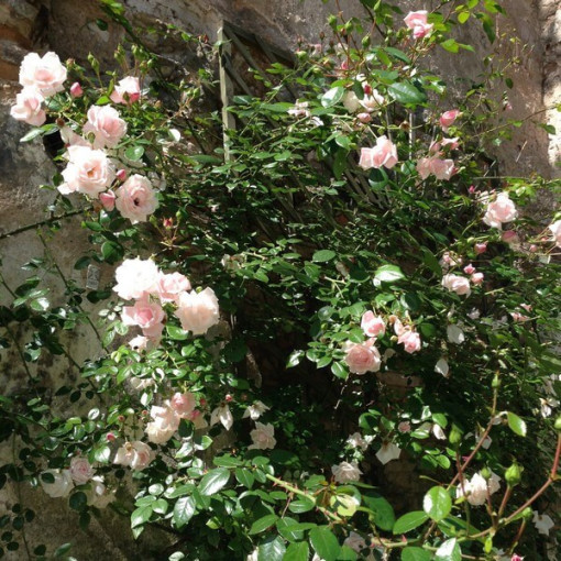 Climbing Rose 'New Dawn' pot, 2L