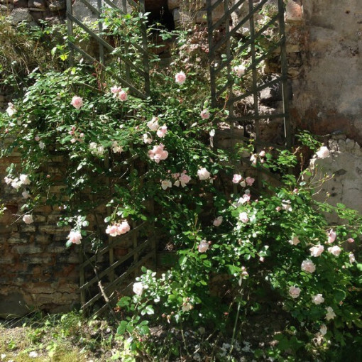 Climbing Rose 'New Dawn' pot, 2L