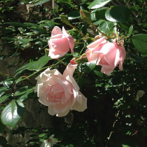 Climbing Rose 'New Dawn' pot, 2L