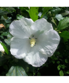 Syrian Hibiscus (Hibiscus) 'William R. Smith', 2L