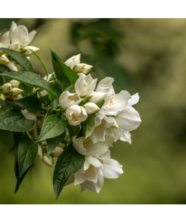 Mock Orange (Philadelphus coronarius) fragrant white, 2L