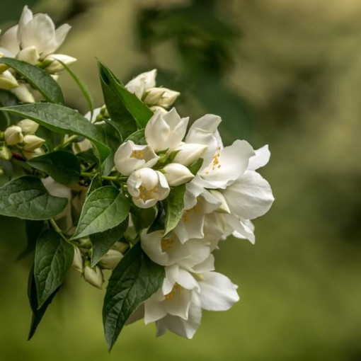 Mock Orange (Philadelphus coronarius) fragrant white, 2L