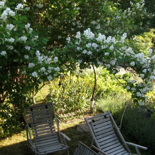 Mock Orange (Philadelphus coronarius) fragrant white, 2L