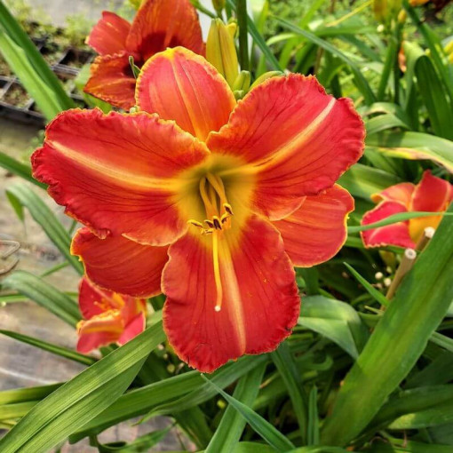 Daylily Red East 2L