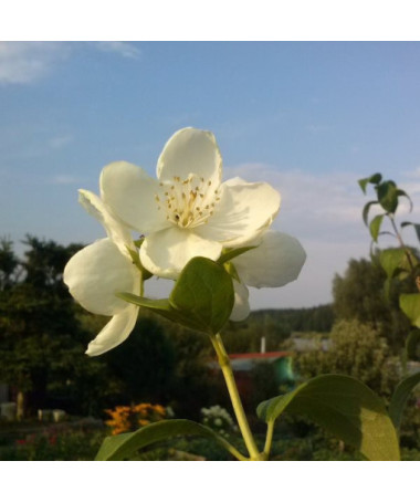 Mock orange white fragrant (Philadelphus coronarius)  P9/C1
