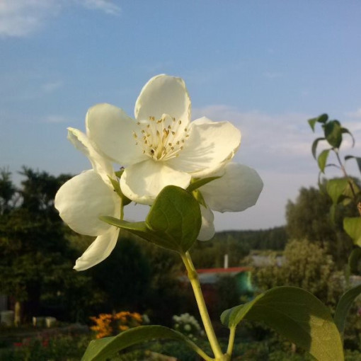 Mock orange white fragrant (Philadelphus coronarius)  P9/C1