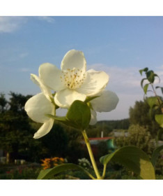Mock orange white fragrant (Philadelphus coronarius)  P9/C1