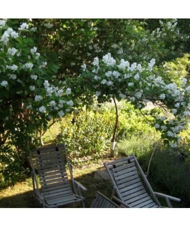Mock orange white fragrant (Philadelphus coronarius)  P9/C1