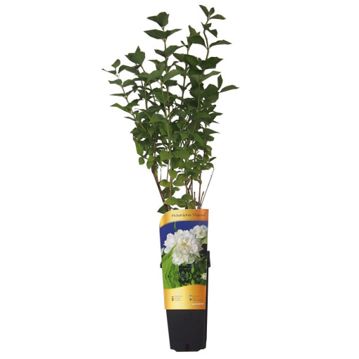 Mock orange white fragrant (Philadelphus coronarius)  P9/C1