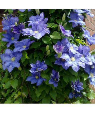 Clematis Rhapsody