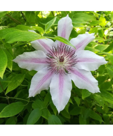Clematis Nelly Moser (large-flowered), 2L