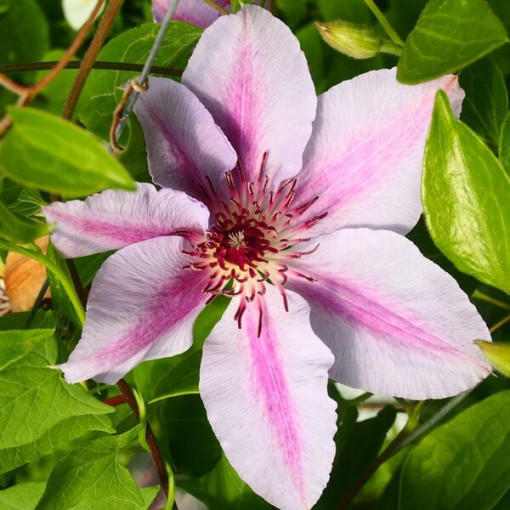Clematis Nelly Moser (large-flowered), 2L