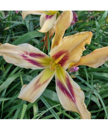 Daylily Sunset 2L