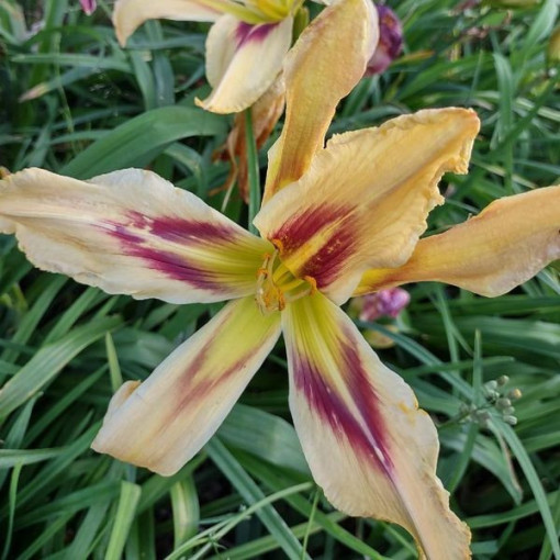Daylily Sunset 2L