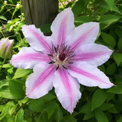 Clematis Nelly Moser (large-flowered), 2L