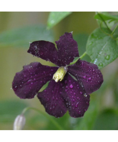 Clematis 'Warszawska Nike' (large-flowered), 4L
