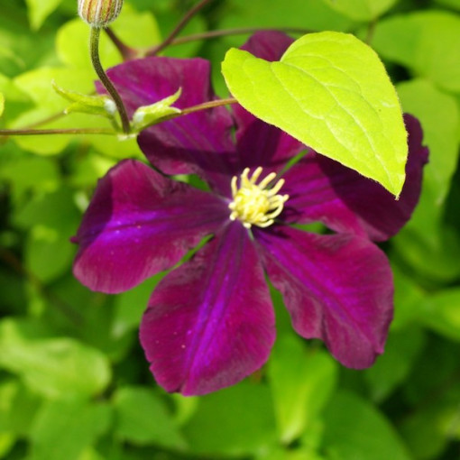 Clematis 'Warszawska Nike' (large-flowered), 4L