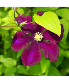 Clematis 'Warszawska Nike' (large-flowered), 2L
