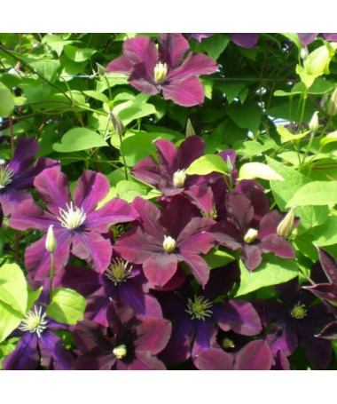Clematis 'Warszawska Nike' (large-flowered), 2L