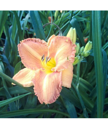 Daylily Sunset 2L