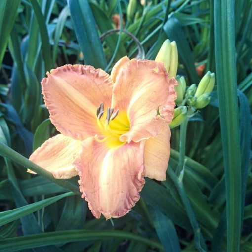 Daylily Sunset 2L