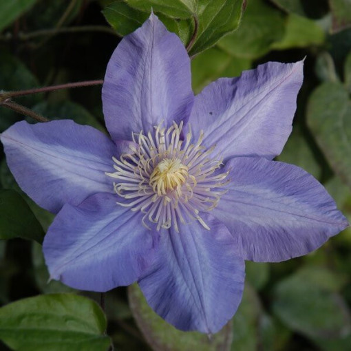 Clematis 'Vyvyan Pennell' (large-flowered), 4L