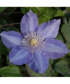 Clematis 'Vyvyan Pennell' (large-flowered), 4L