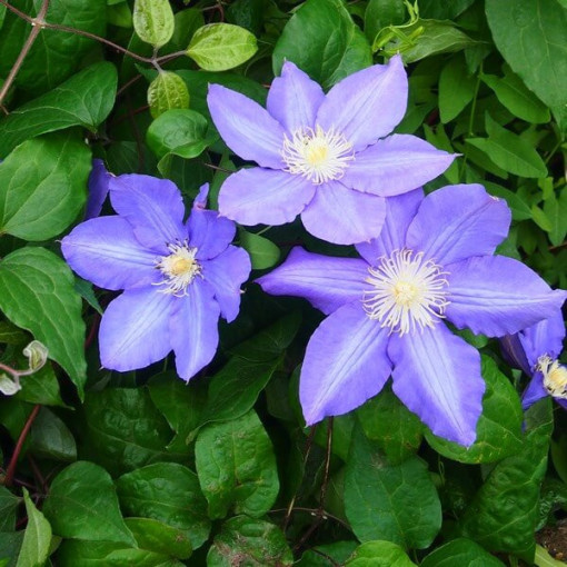 Clematis 'Vyvyan Pennell' (large-flowered), 4L