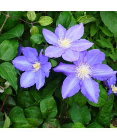 Clematis ‘Vyvyan Pennell' (large‑flowered) poj. 2l