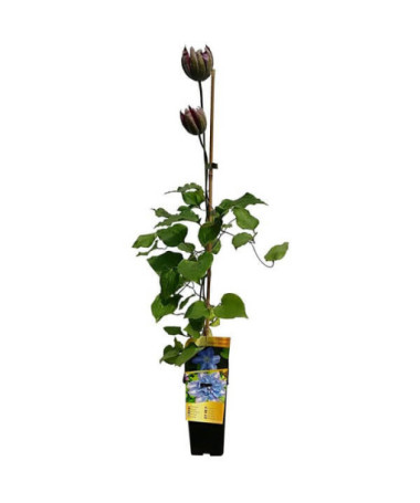 Clematis ‘Vyvyan Pennell' (large‑flowered) poj. 2l